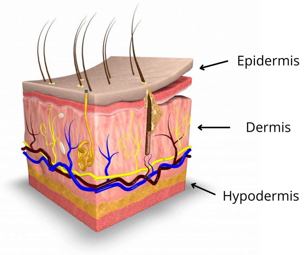 A cross-sectional illustration of human skin showing three layers: the epidermis, dermis, and hypodermis. The epidermis contains hair follicles, while the dermis features blood vessels and nerves. Essential for wound care, the hypodermis is a fatty tissue layer. Labels with arrows identify each layer.